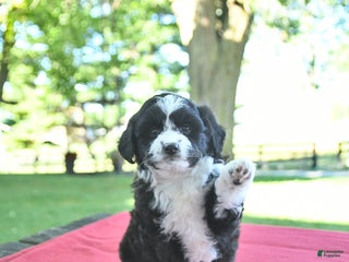 Mini Aussiedoodle dogs - Ad 31