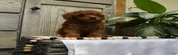 Shihpoo dogs for sale: Harley - Ad 3