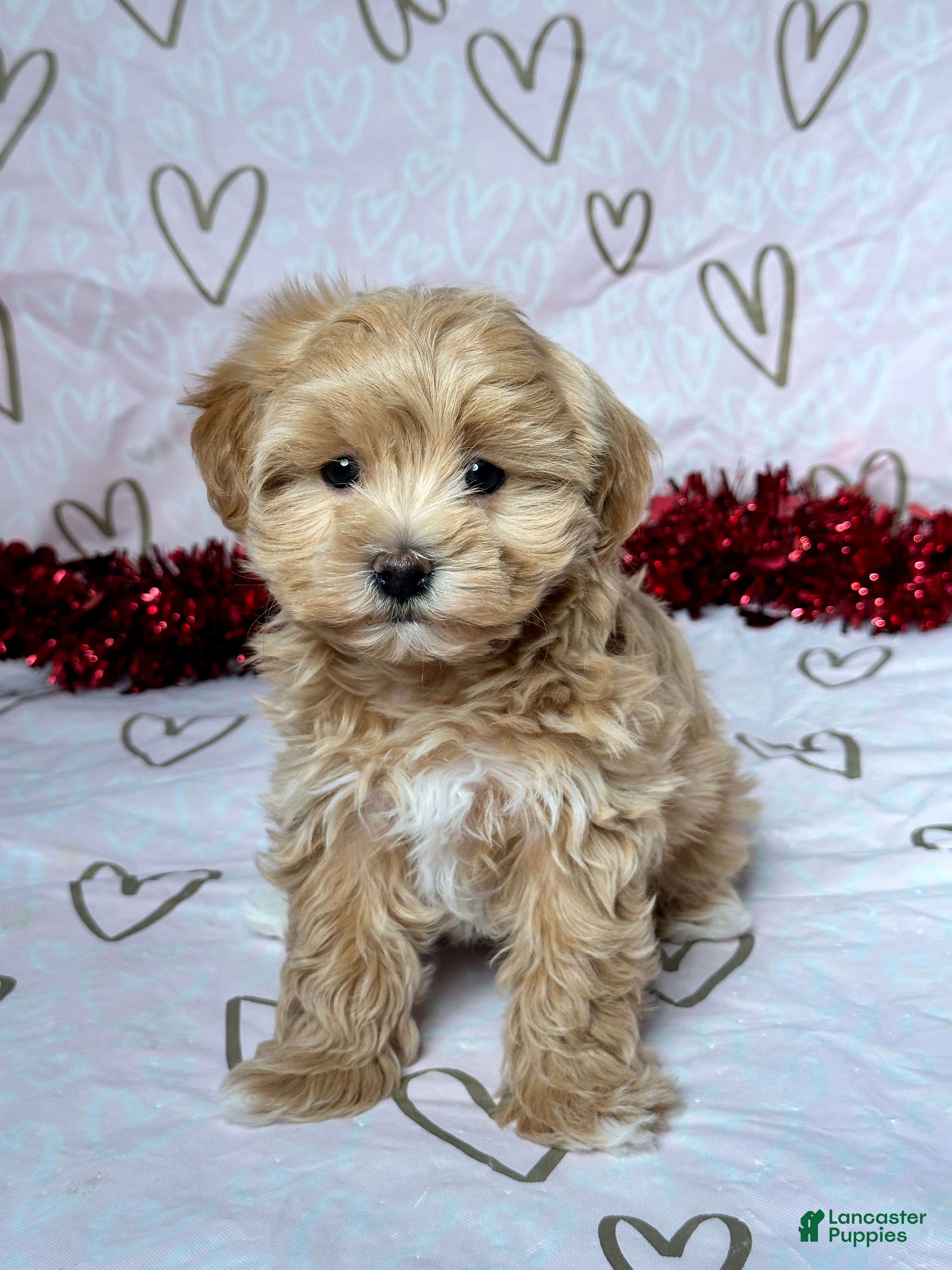 Maltipoo dogs Bailey - Ad 33