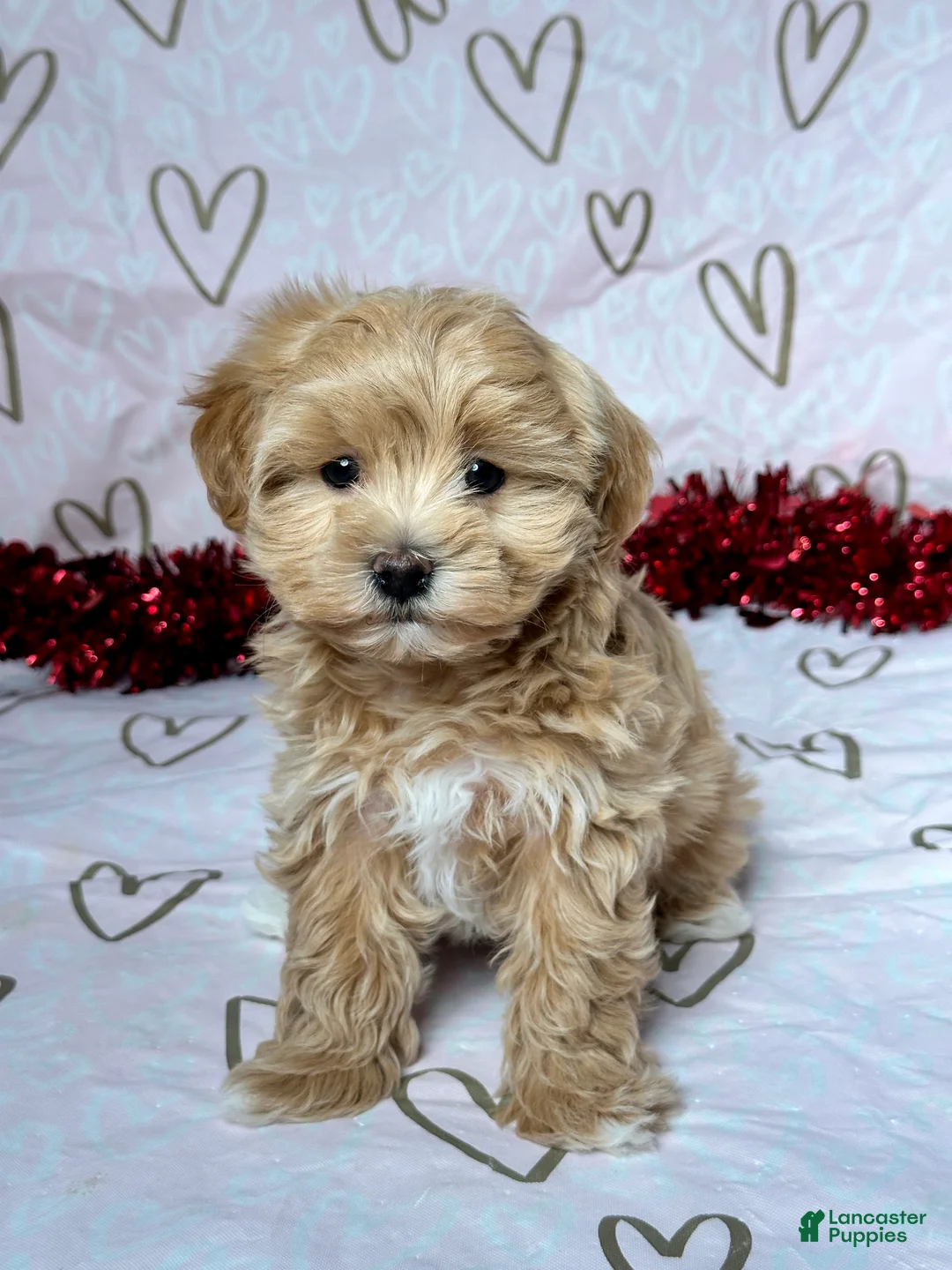 Maltipoo dogs for sale: Bailey - Ad 1