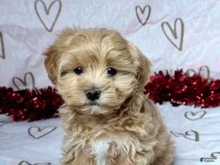 Maltipoo dogs Bailey - Ad 14
