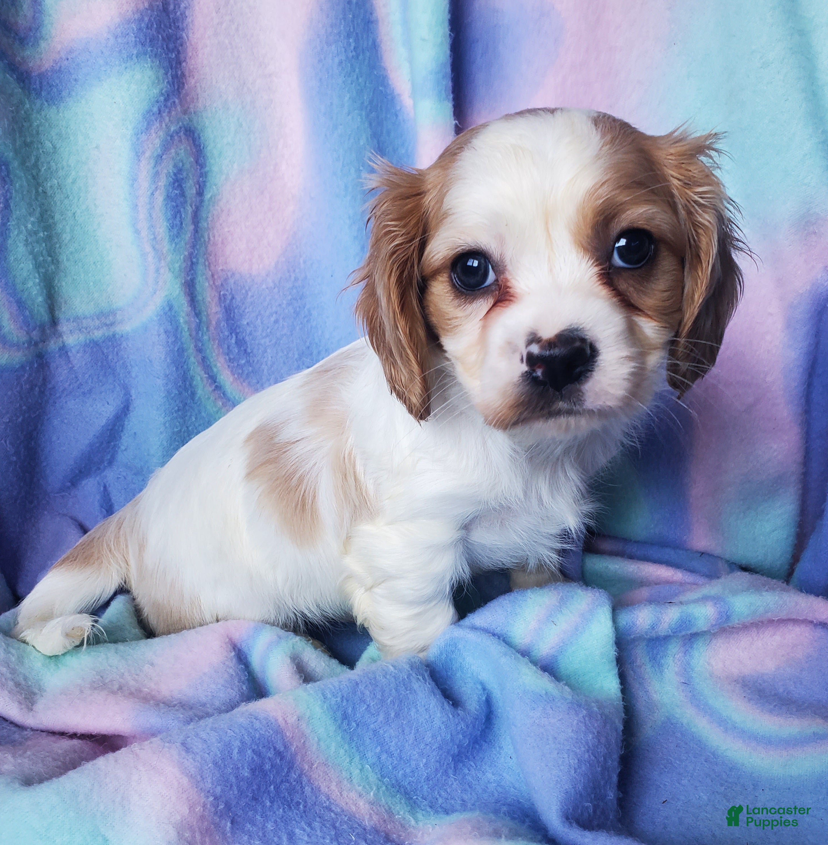 Cavachon dogs Kacie - Ad 1