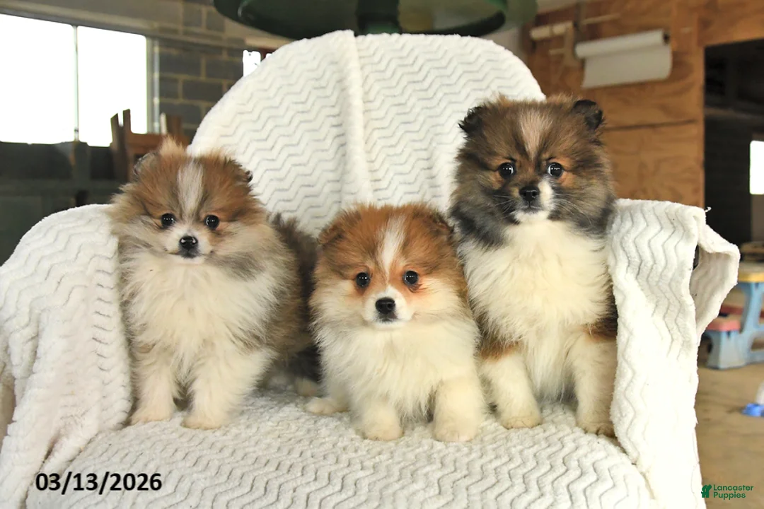 Pomeranian dogs for sale: Flower - Ad 3