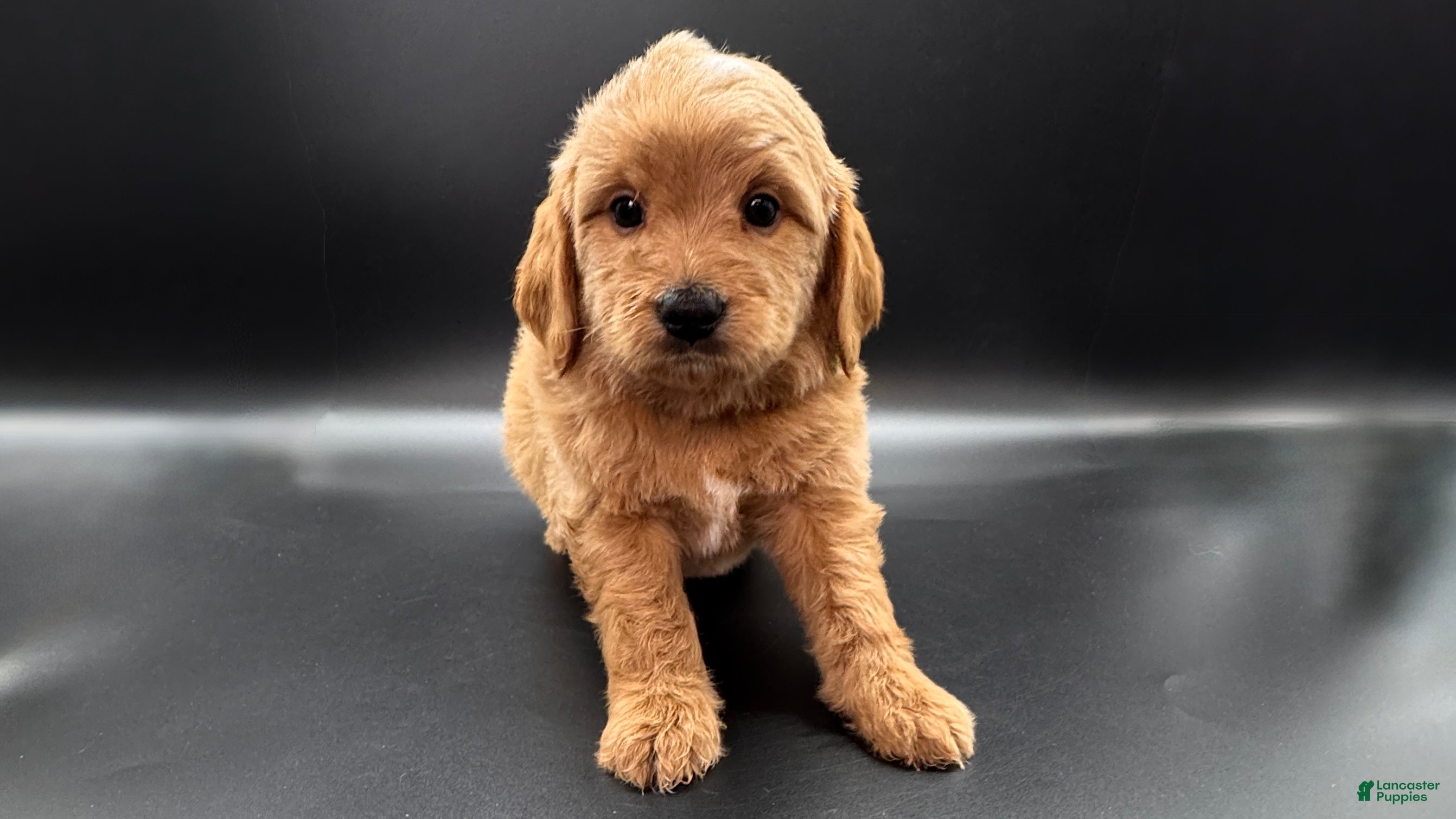 Mini Goldendoodle dogs Zero Mini Goldendoodle - Ad 30