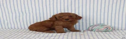 Mini Goldendoodle dogs for sale: Marley - Ad 3