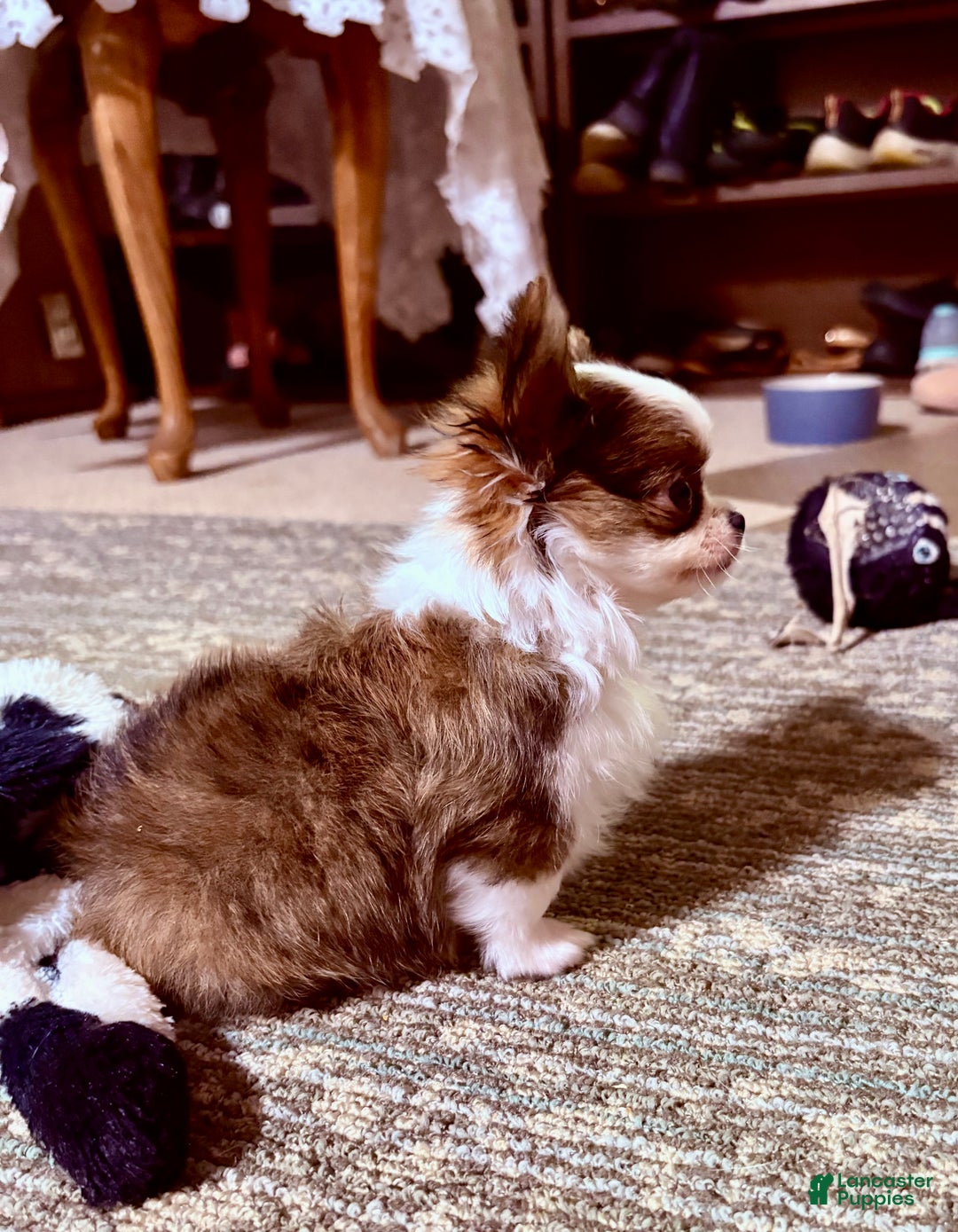 Chihuahua dogs for sale: Chihuahua Puppy 1 - Ad 4