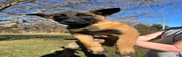 Belgian Malinois dogs for sale: Purple - Ad 1