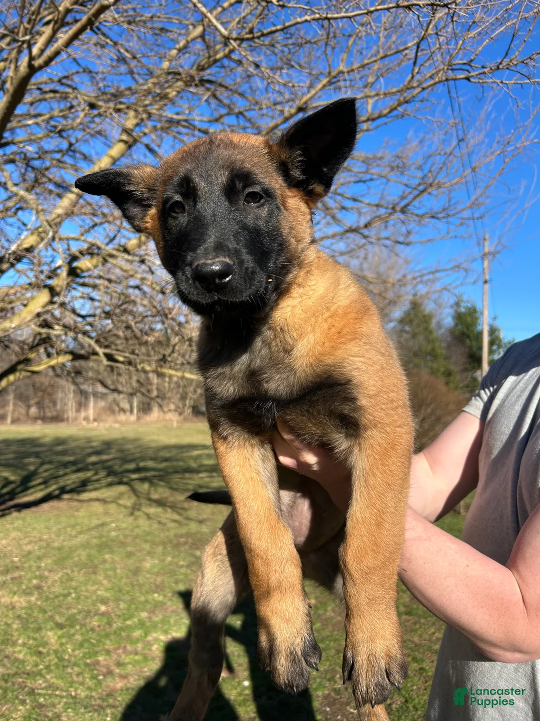 Belgian Malinois dogs for sale: Purple - Ad 1