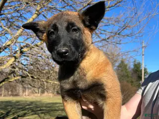 Belgian Malinois dogs for sale: Purple - Ad 3