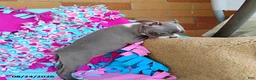Boston Terrier dogs for sale: Razzle - Ad 4
