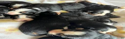 Bernese Mountain Dog dogs for sale: Dark Pink Female - Ad 11