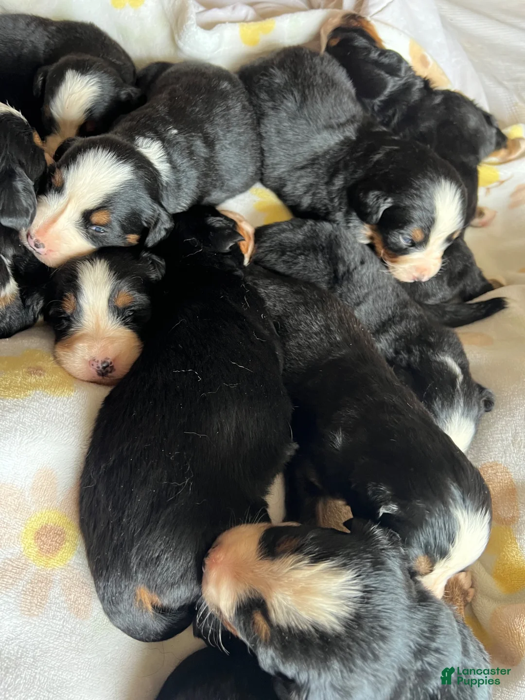 Bernese Mountain Dog dogs for sale: Dark Pink Female - Ad 11