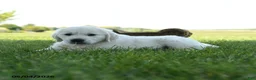 Golden Retriever dogs for sale: Landon - Ad 2