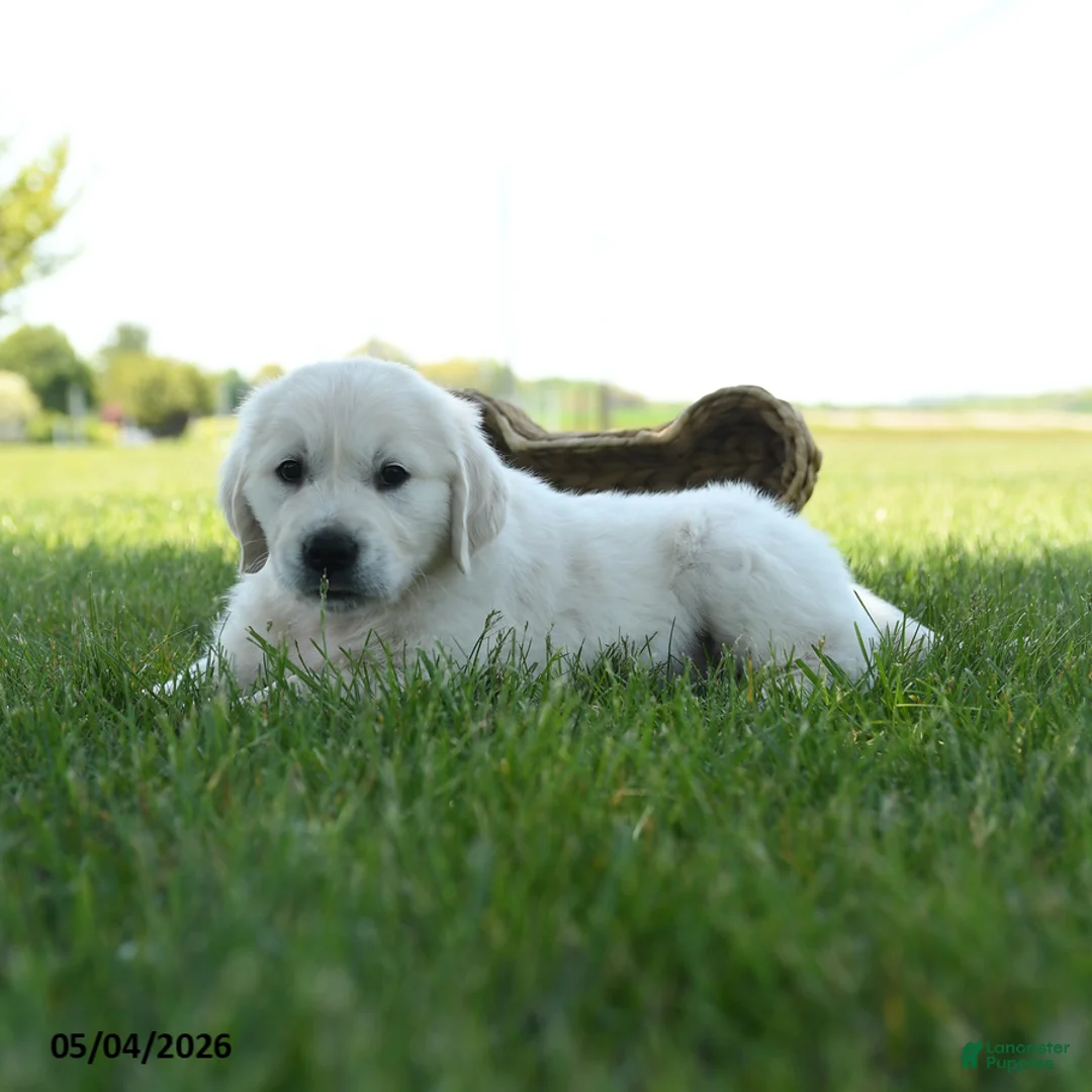 Golden Retriever dogs for sale: Landon - Ad 2