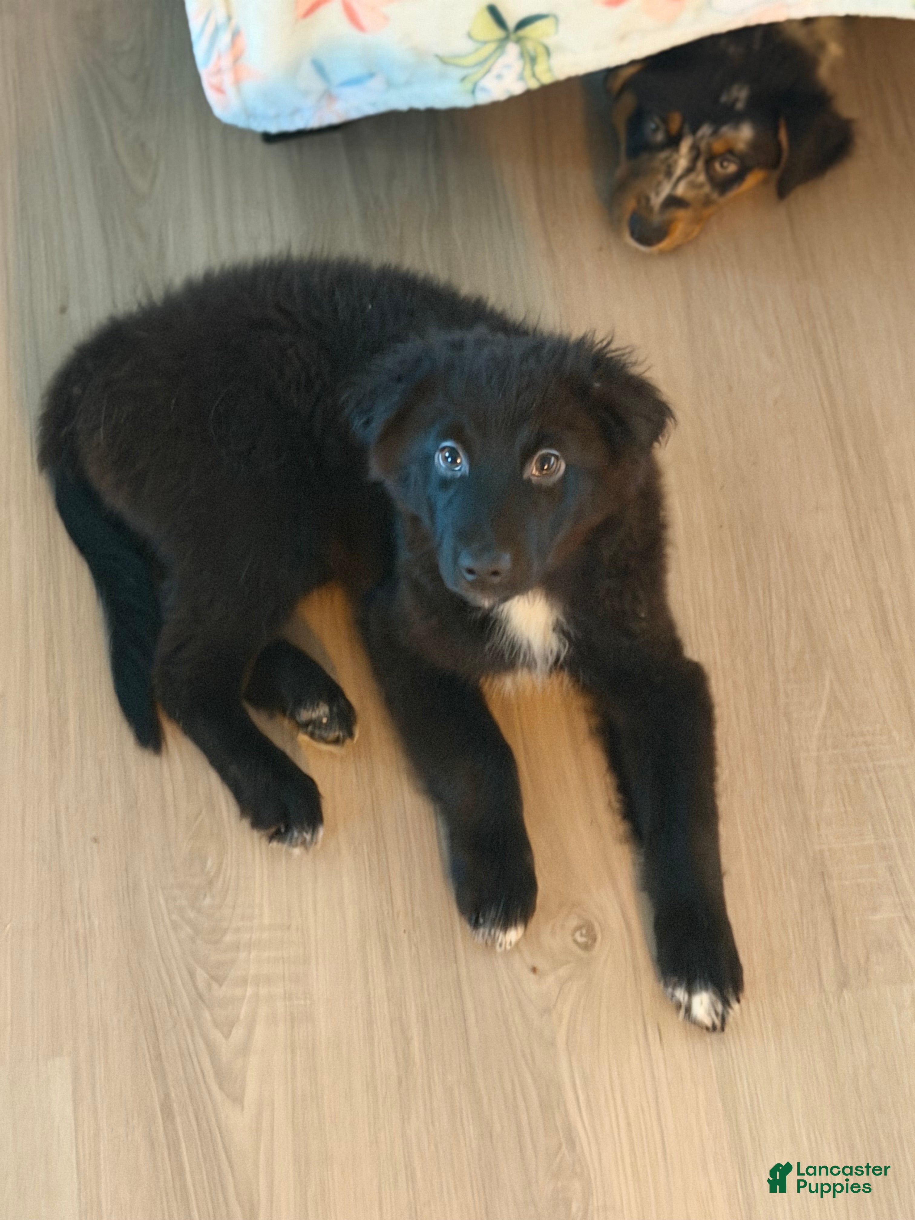 Australian Shepherd dogs Lil Dipper  - Ad 27