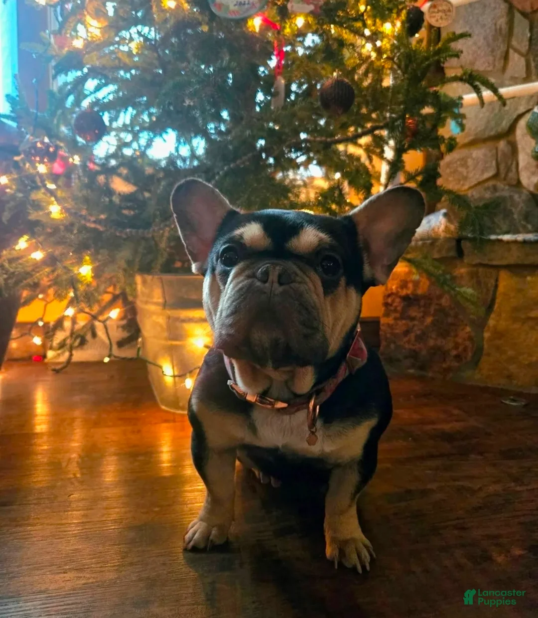 French Bulldog dogs for sale: French Bulldog Puppy 2 - Ad 2