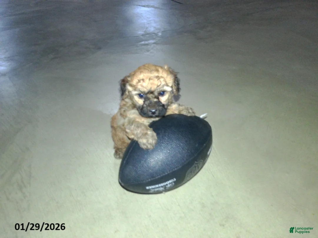 Yorkiepoo dogs for sale: Cody - Ad 17
