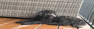 Jet