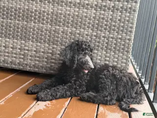 Standard Poodle dogs Jet - Ad 41