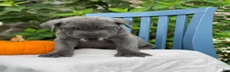 Cane Corso dogs for sale: Darcy - Ad 11