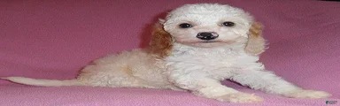 Holly