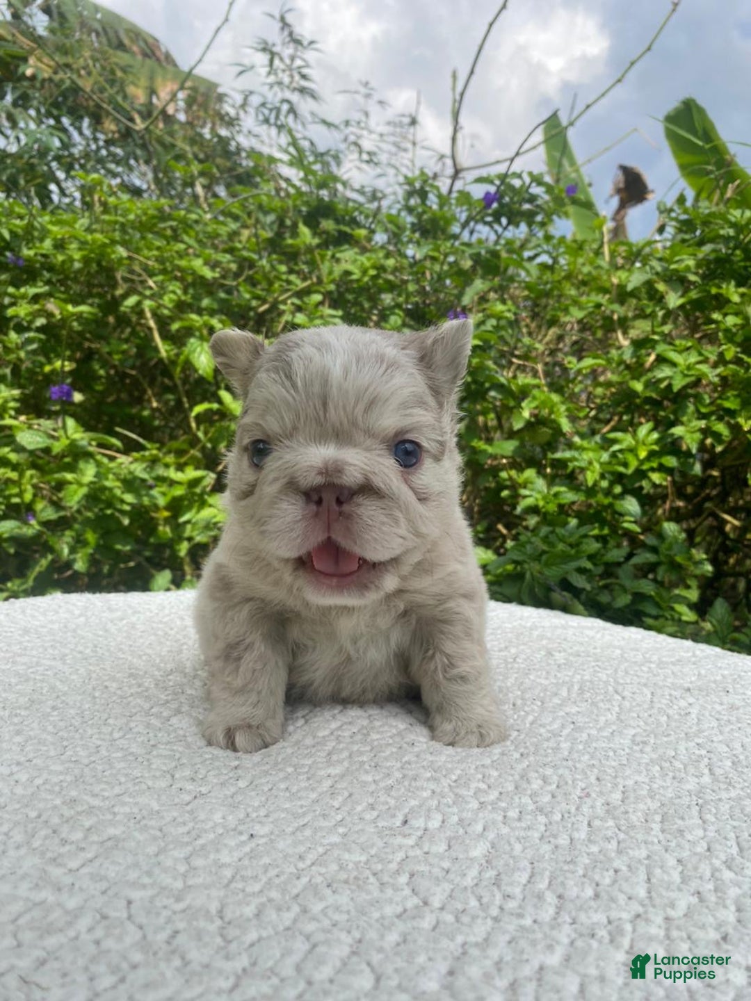 French Bulldog dogs for sale: John Snow - Ad 3