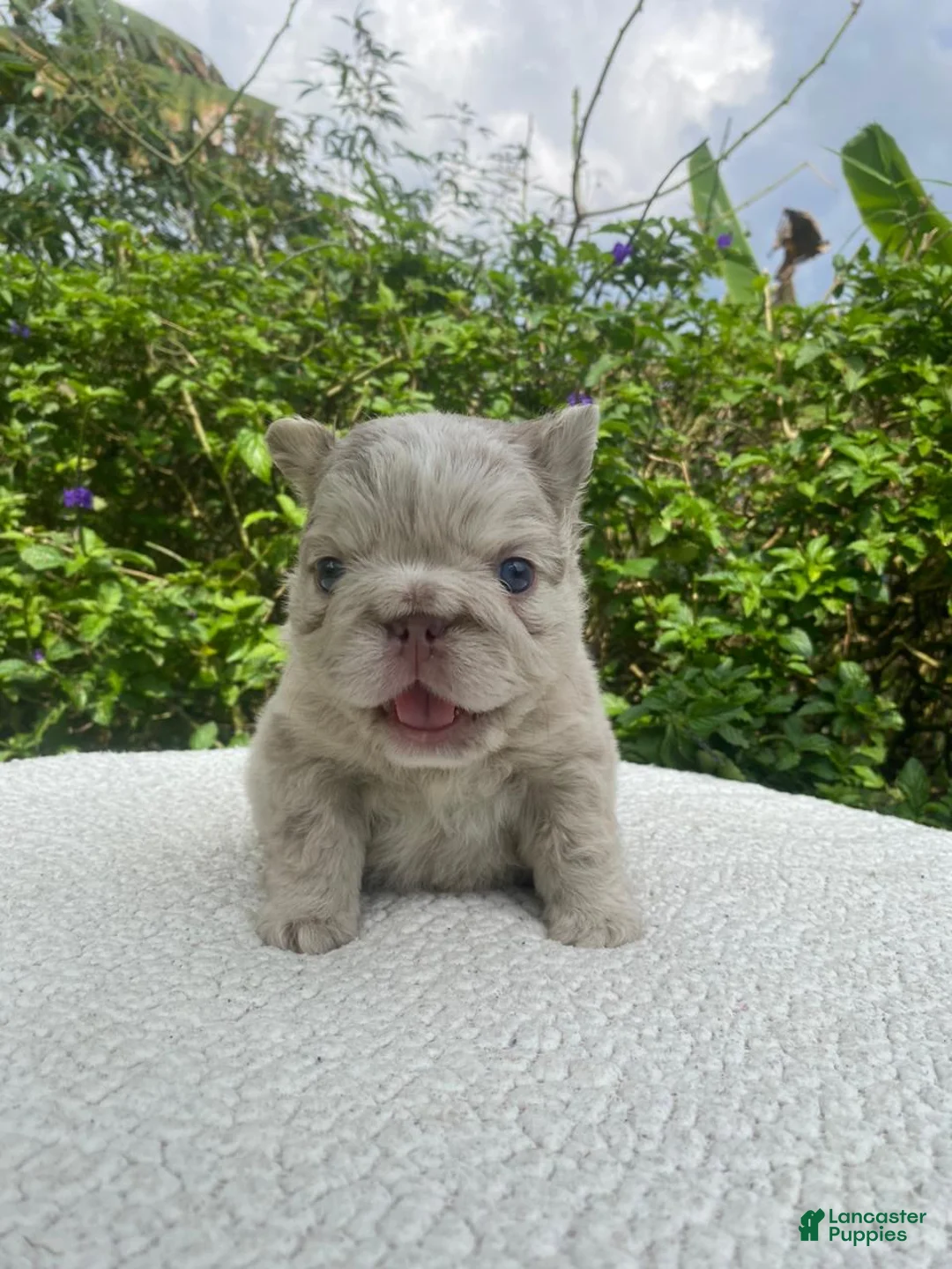 French Bulldog dogs for sale: John Snow - Ad 3