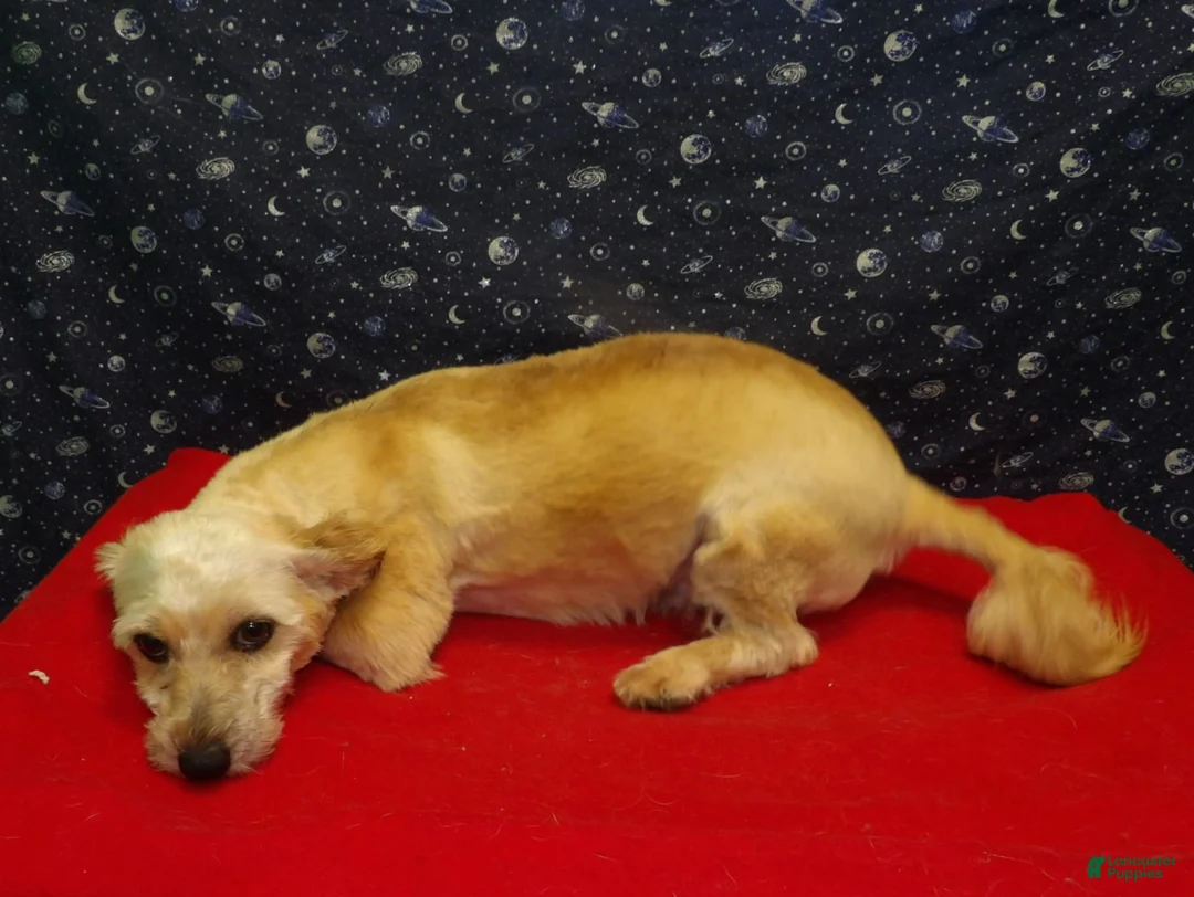 Teddy Bear dogs for sale: Buck. - Ad 4