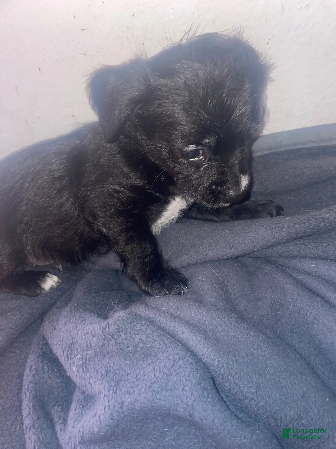 Chorkie dogs for sale: Chorkie 1 - Ad 2