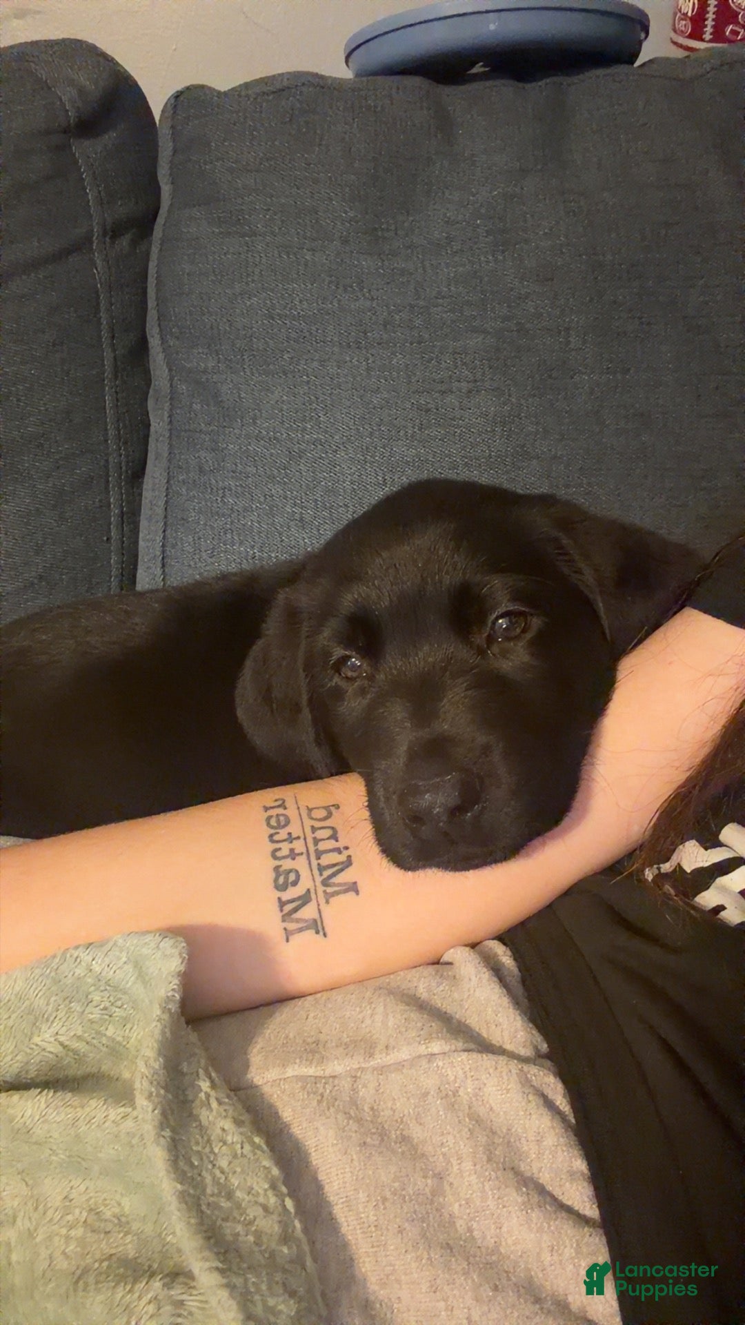 Labrador Retriever dogs Moose - Ad 9