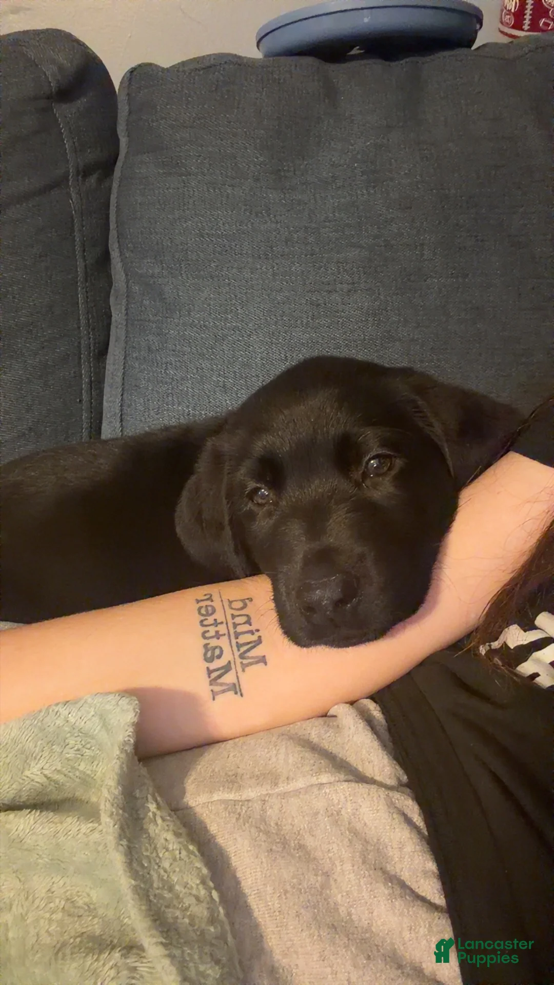 Labrador Retriever dogs for sale: Moose - Ad 1