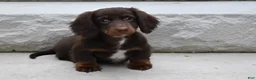 Miniature Dachshund dogs for sale: AKC Romeo - Ad 9