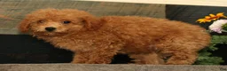 Miniature Poodle dogs for sale: Linda - Ad 5