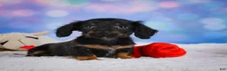 Miniature Dachshund dogs for sale: Winston - Ad 5