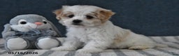 Cavachon dogs for sale: Lenny - Ad 4