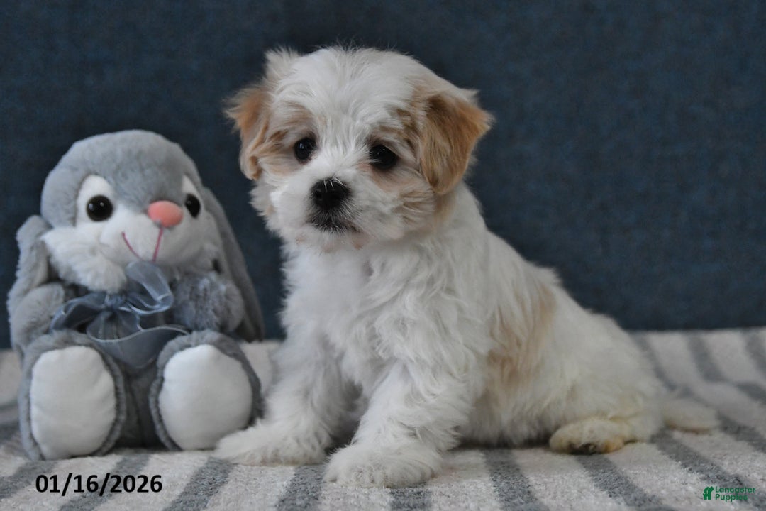 Cavachon dogs for sale: Lenny - Ad 4