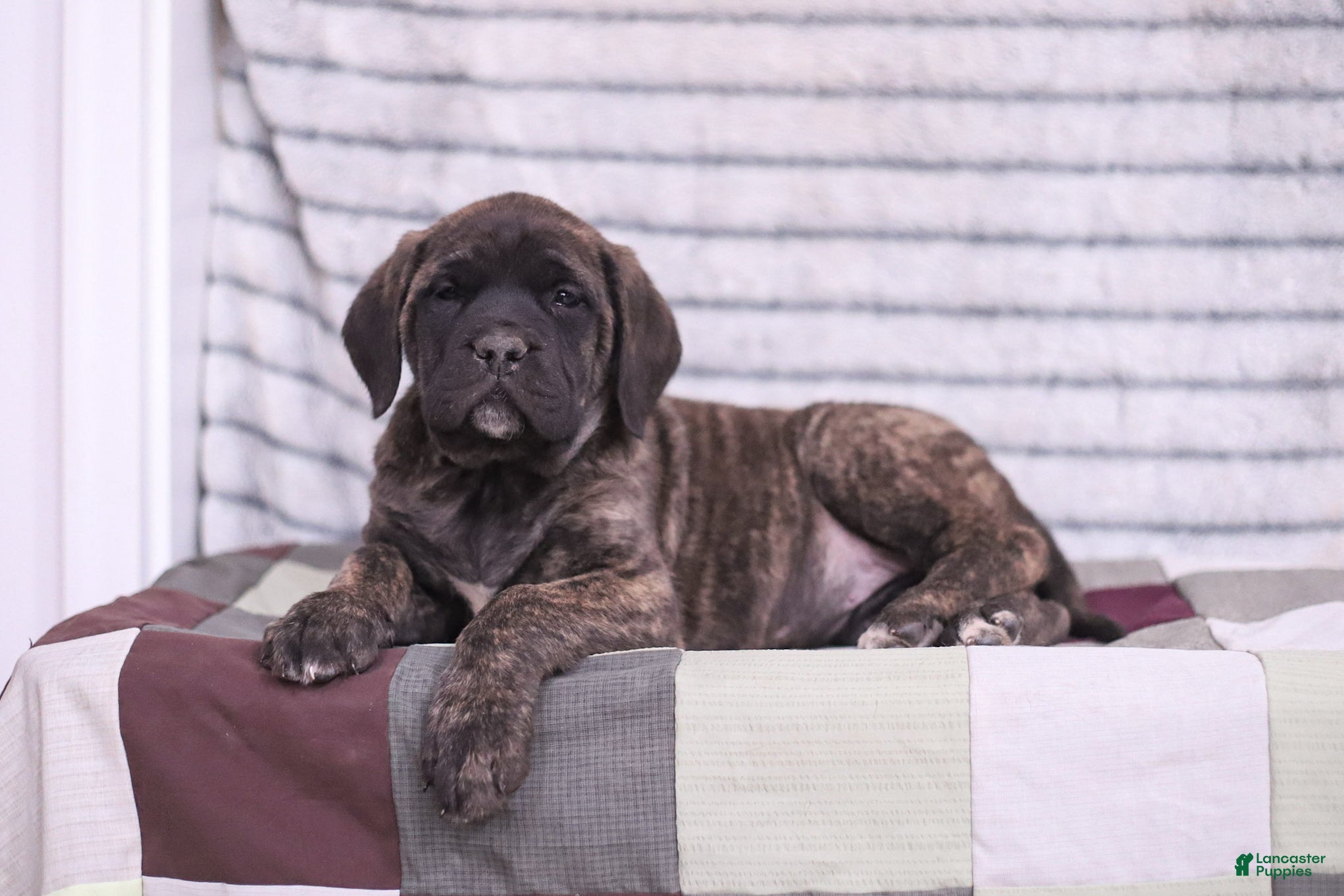 English Mastiff dogs Ivy - Ad 1
