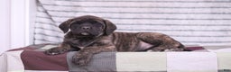 English Mastiff dogs for sale: Ivy - Ad 1