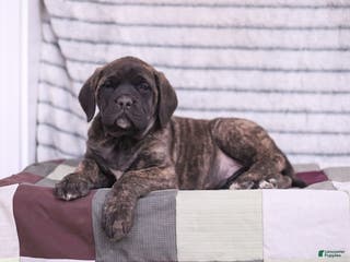 English Mastiff dogs Ivy - Ad 2