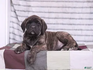 English Mastiff dogs Ivy - Ad 2