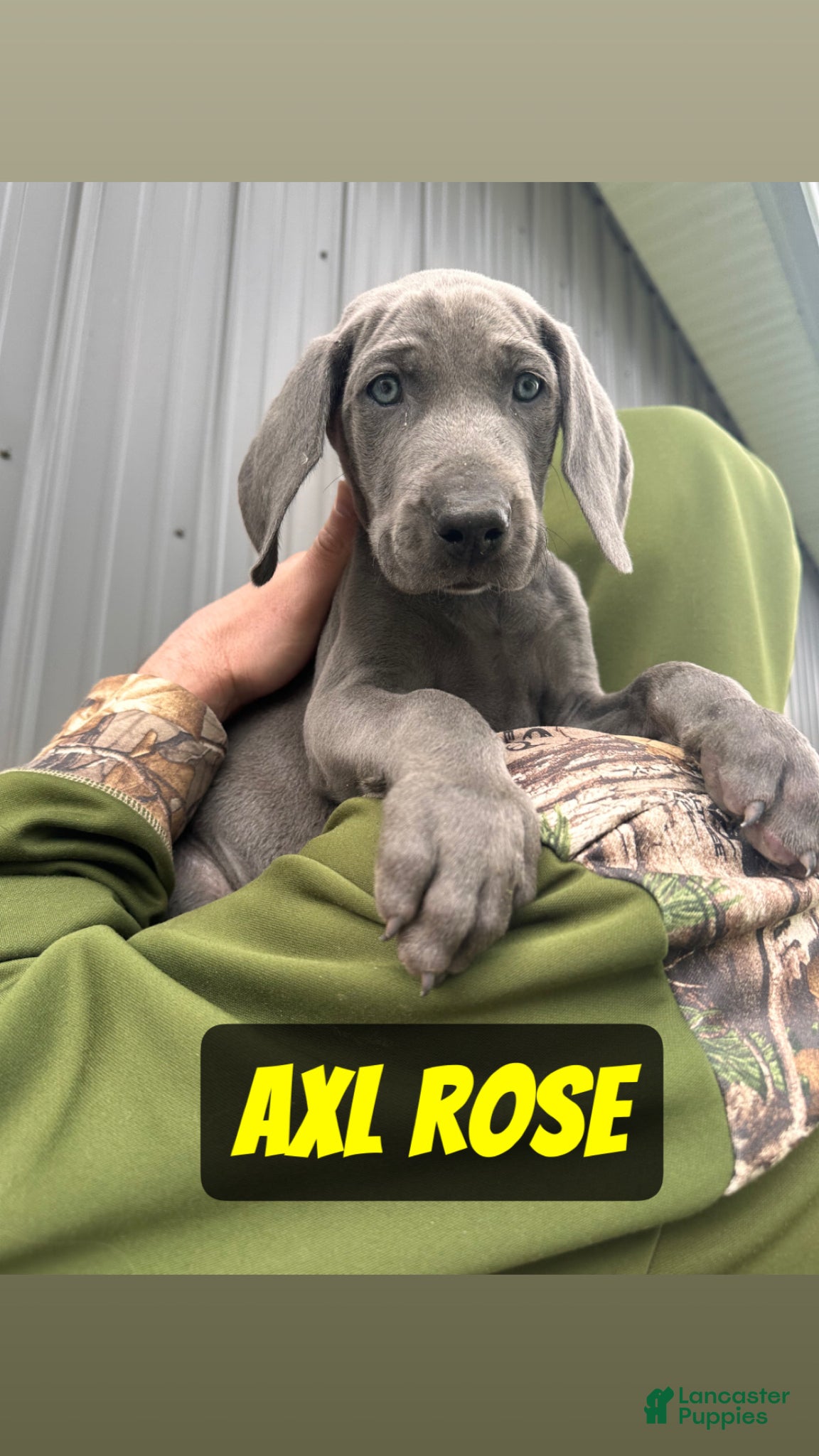 Weimaraner dogs Axl Rose - Ad 1