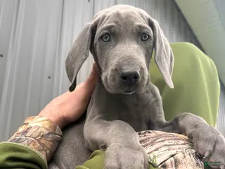 Weimaraner dogs for sale: Axl Rose - Ad 3