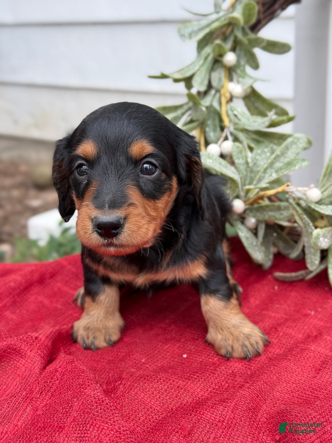 Miniature Dachshund dogs for sale: Ember - Ad 12