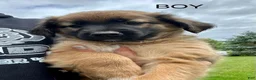Mixed Breed dogs for sale: Buddy - Ad 17