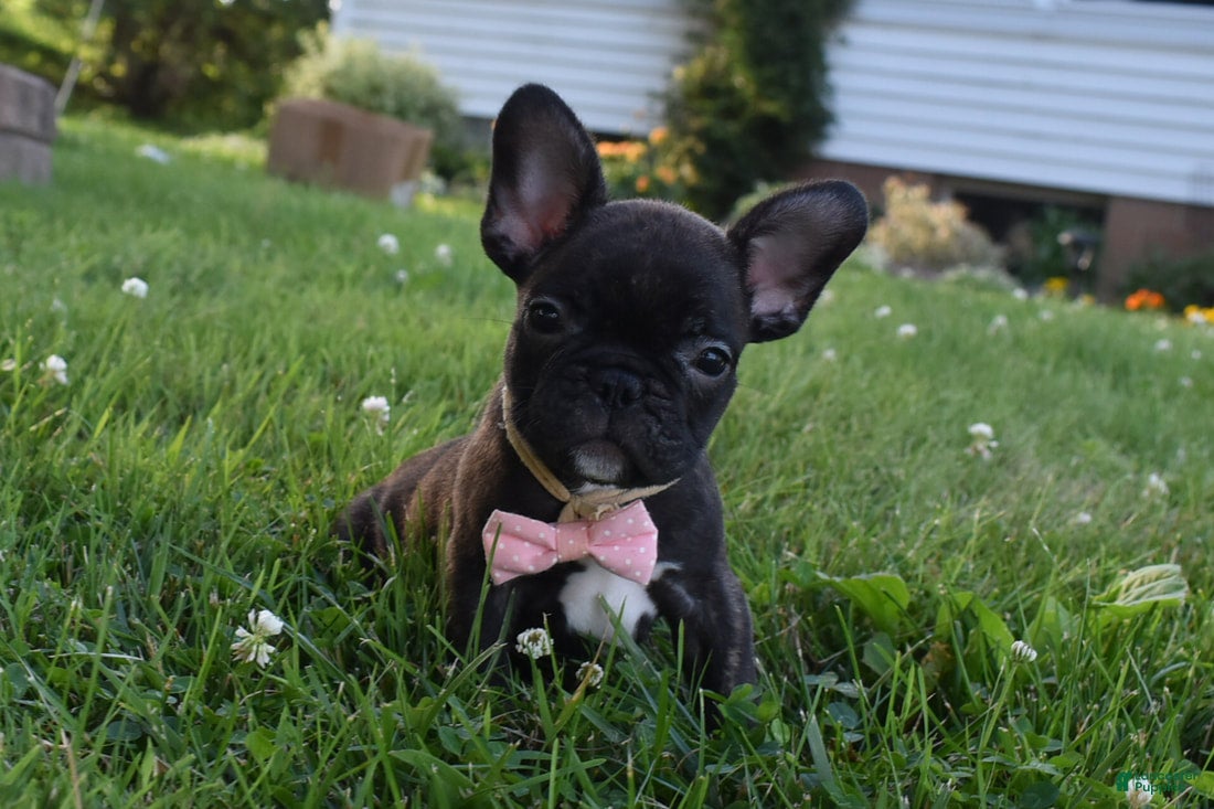 French Bulldog dogs for sale: Sophie  - Ad 2