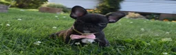 French Bulldog dogs for sale: Sophie  - Ad 1