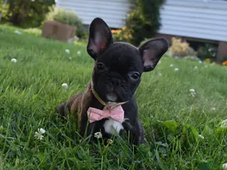 French Bulldog dogs Sophie - Ad 10