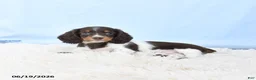 Miniature Dachshund dogs for sale: Ivy - Ad 4