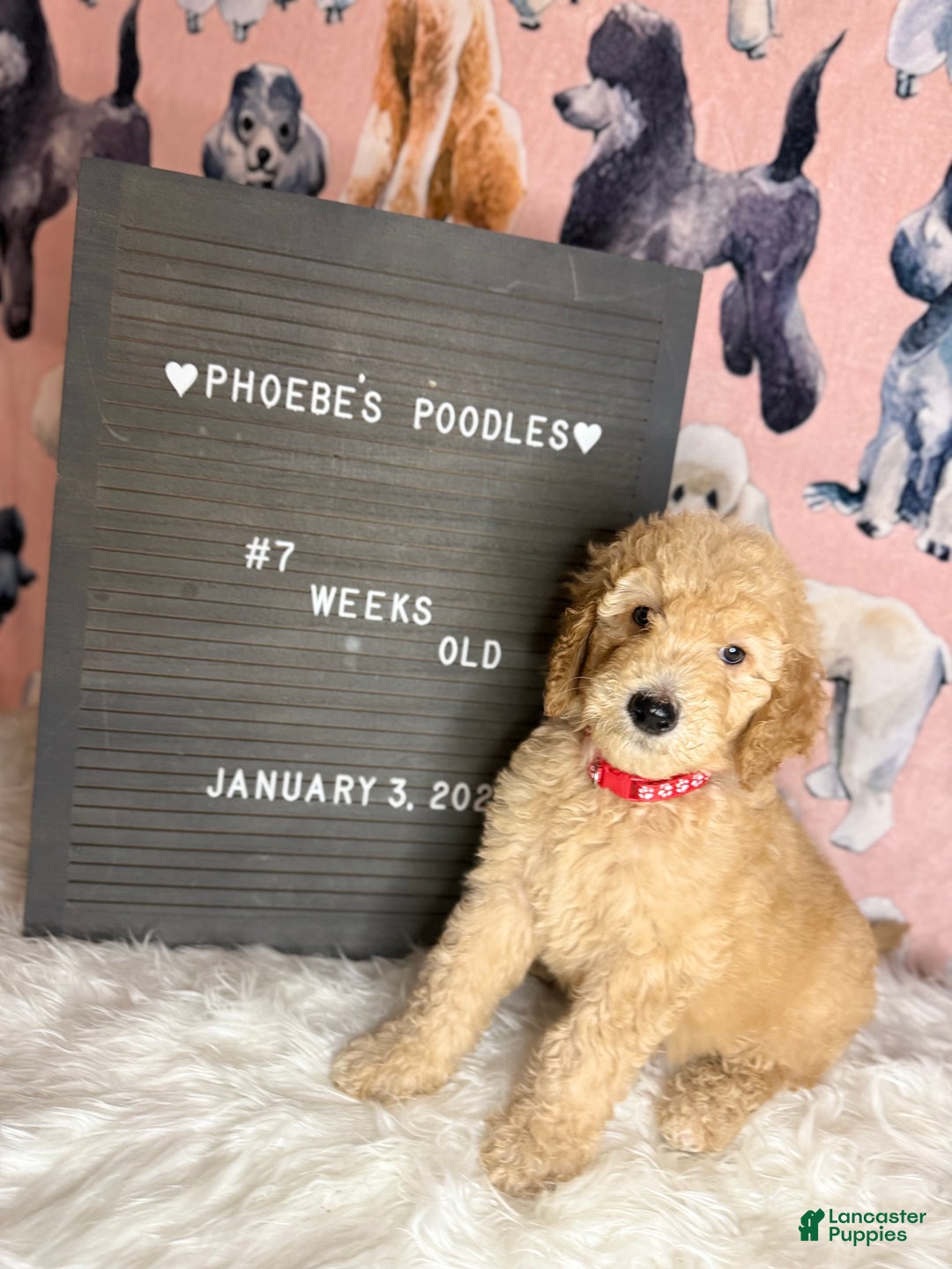 Standard Poodle dogs for sale: Standard Poodle Puppy 1 - Ad 3