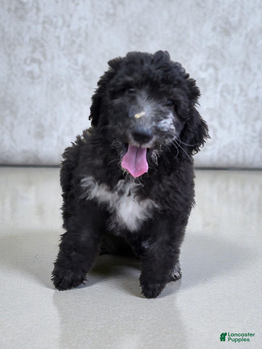 Standard Poodle dogs for sale: Standard Poodle Puppy 7 - Ad 1